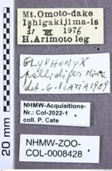 Etikette zu Glyphonyx pallidipes (Miwa, 1934) (NHMW-ZOO-COL-0008428)